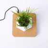 Levitating Plant Pot